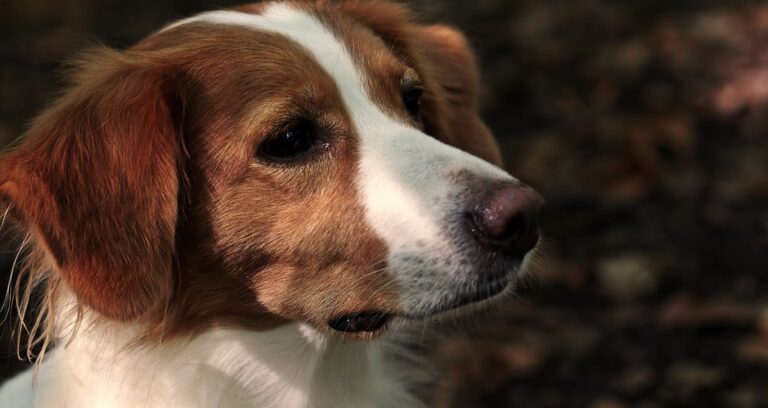 Informații utile despre hrana uscată pentru caini: la ce să fii atent când alegi varianta ideală pentru animalul de companie?