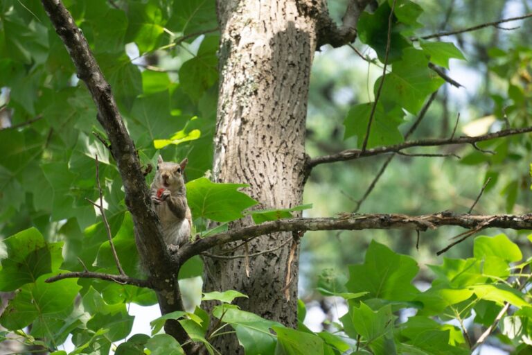 Consumul urban și extraurban: definiție și diferențe